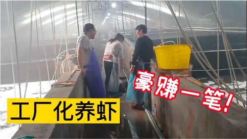 工厂化养虾喜获丰收,12万斤销售额500万 ,水产技术员带你看养殖现场